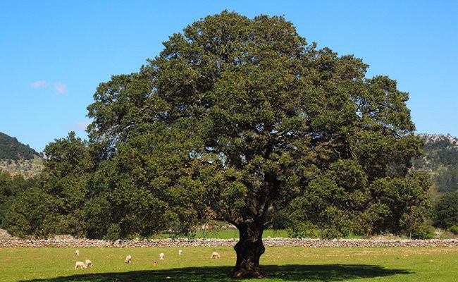 Camphor tree