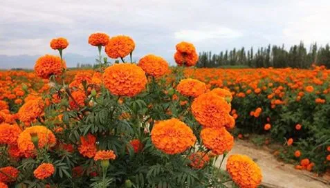 Apakah Ekstrak Marigold?