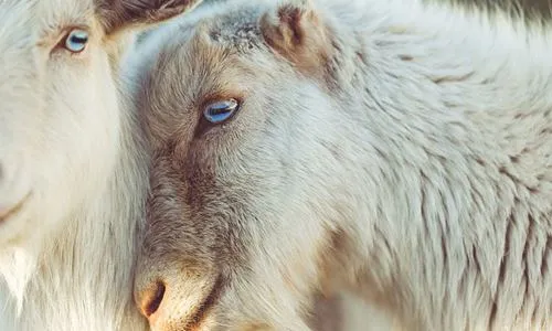 Apakah Aplikasi Genistein dalam Bahan Tambahan Makanan Ternakan?