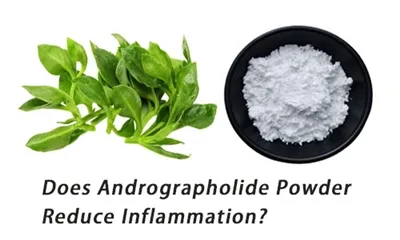 Adakah Serbuk Andrographolide Mengurangkan Keradangan?