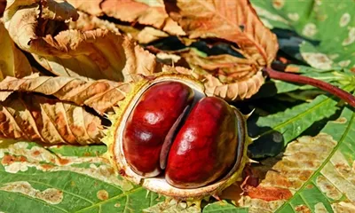 Apakah Ekstrak Chestnut Kuda?